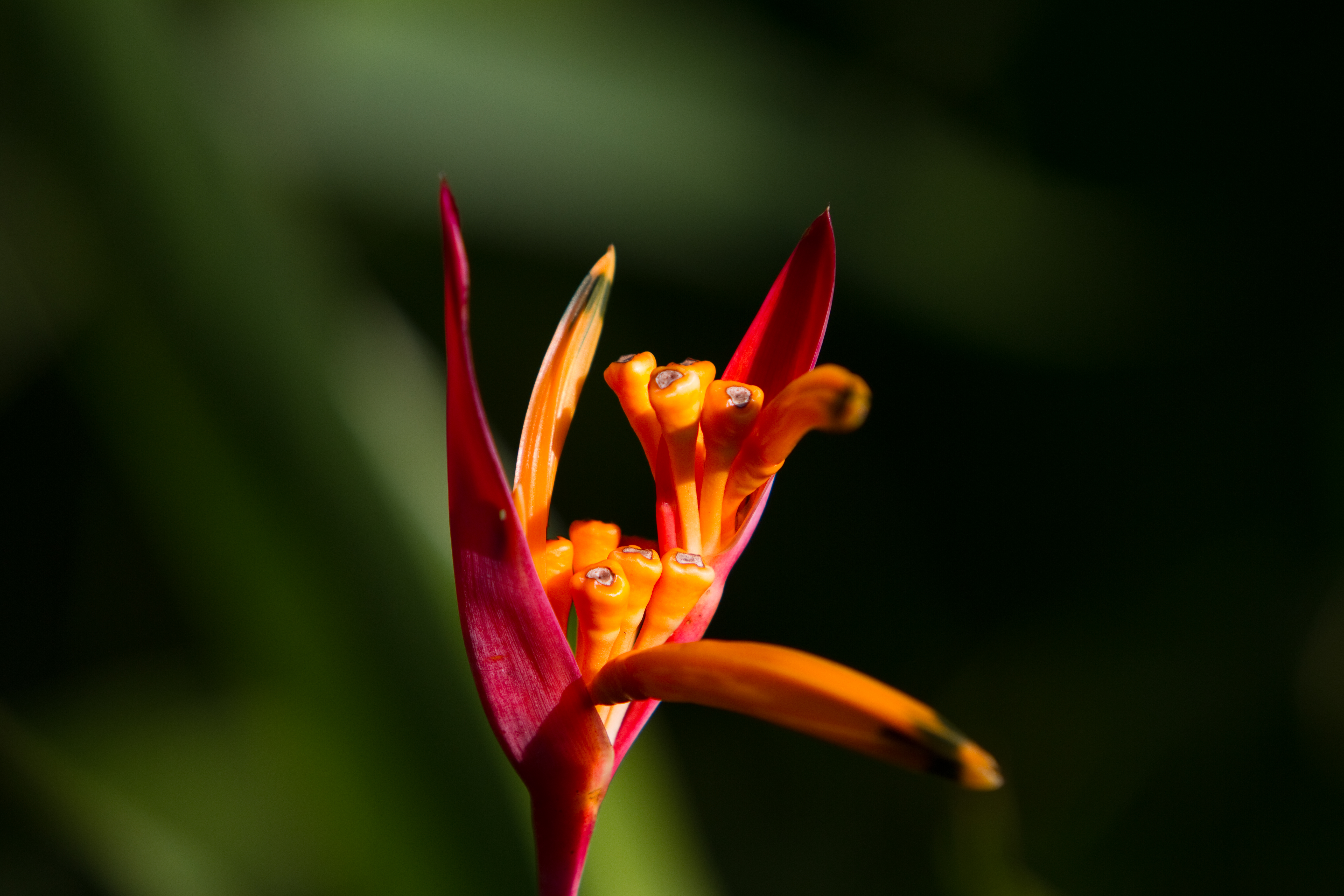 Floweres of the World