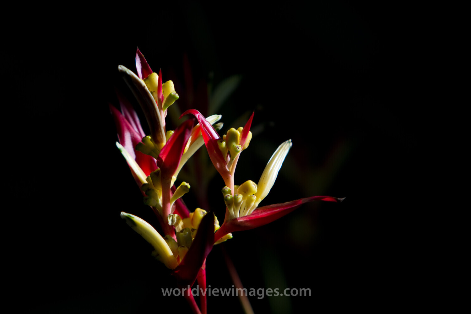 Floweres of the World