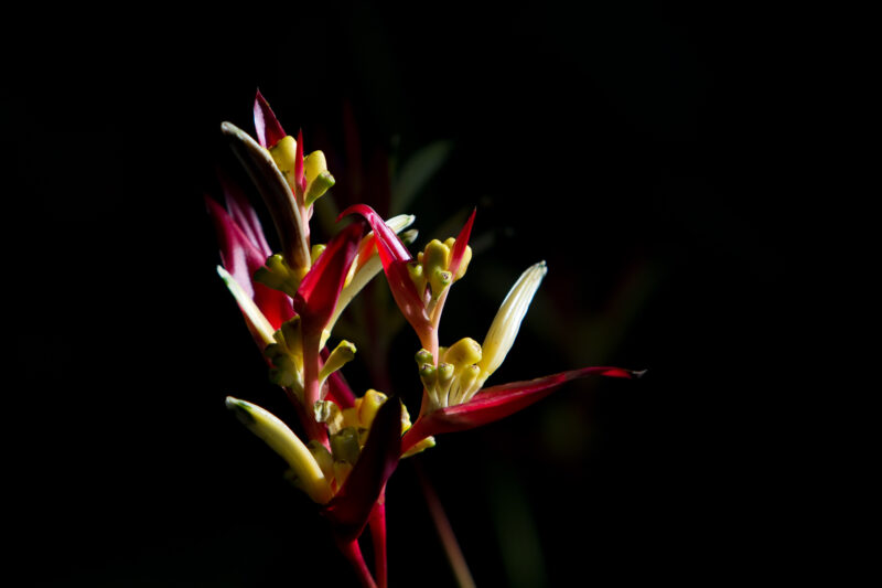 Floweres of the World — Flowers, nature, scenic, flora
