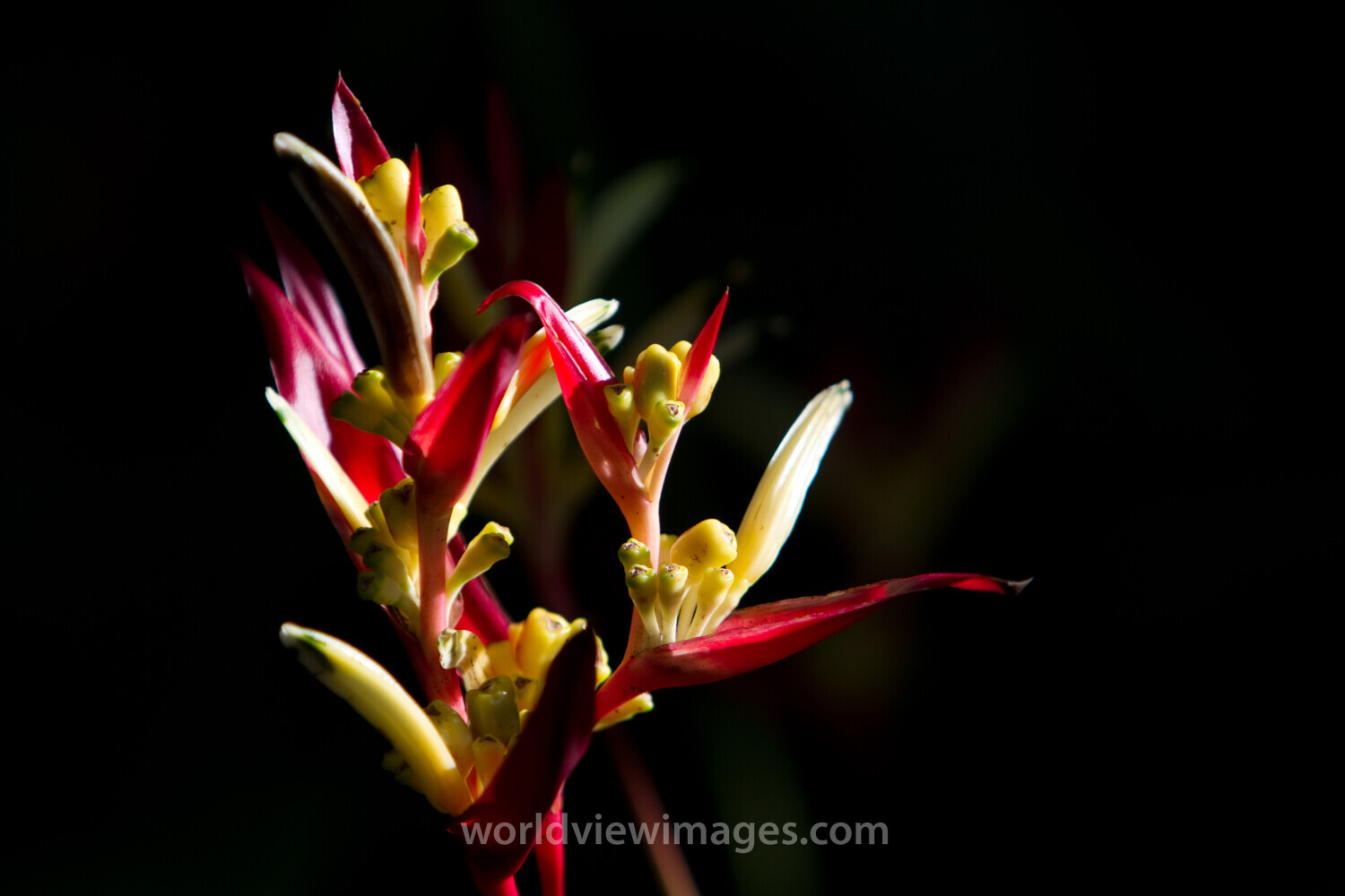 Floweres of the World