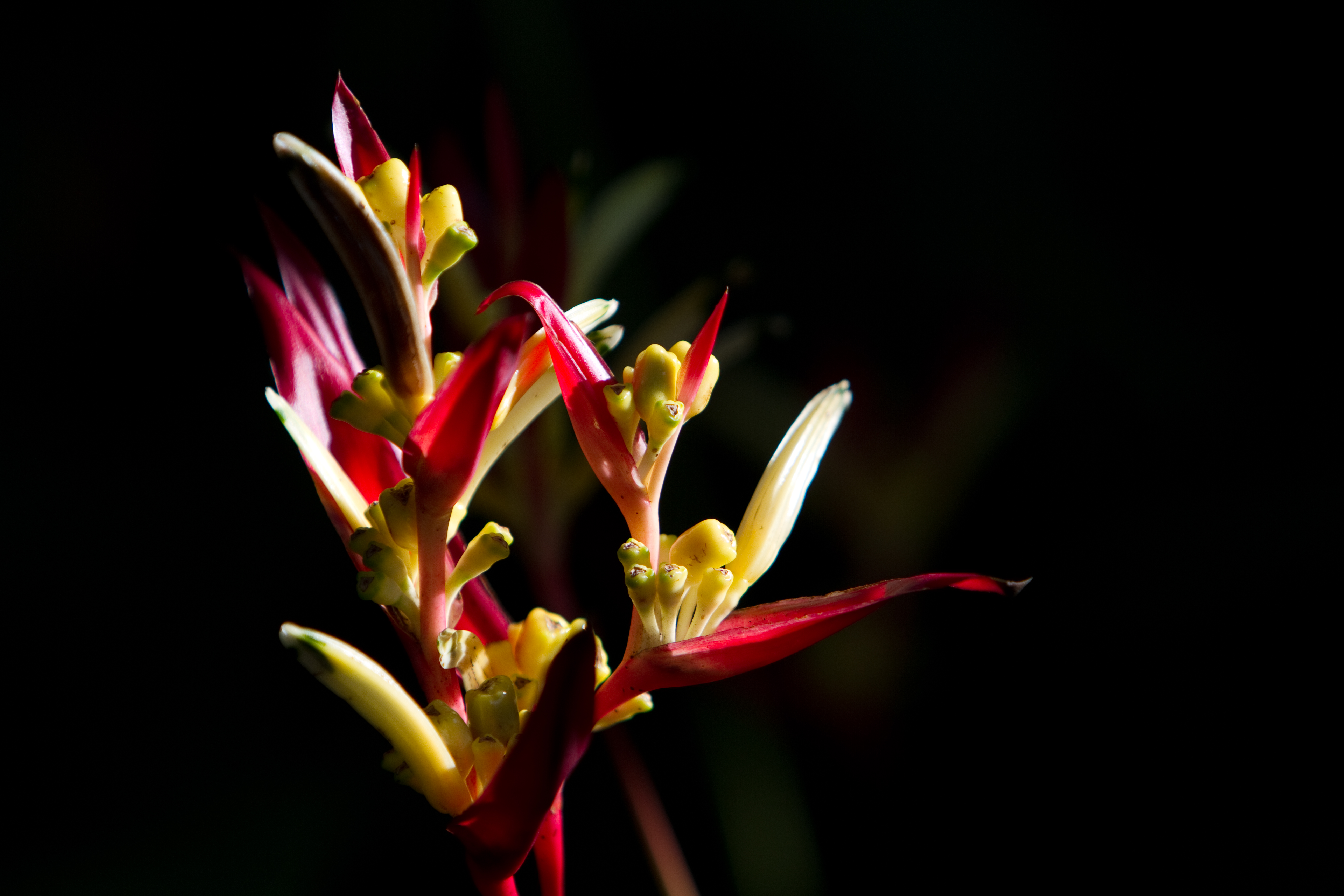 Floweres of the World