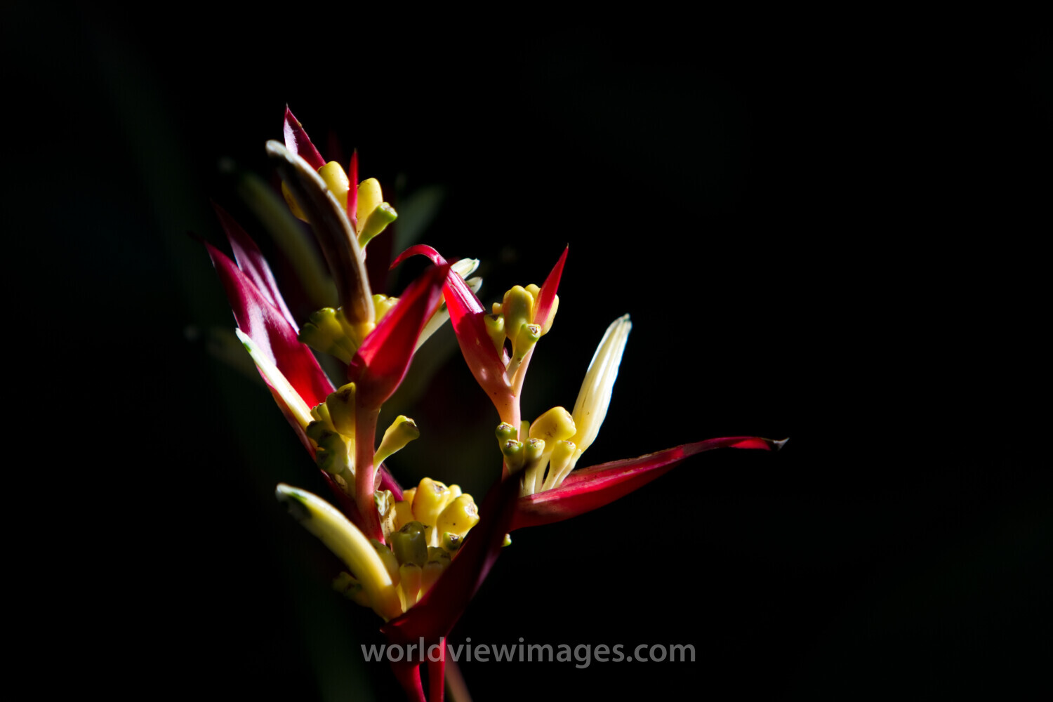 Floweres of the World