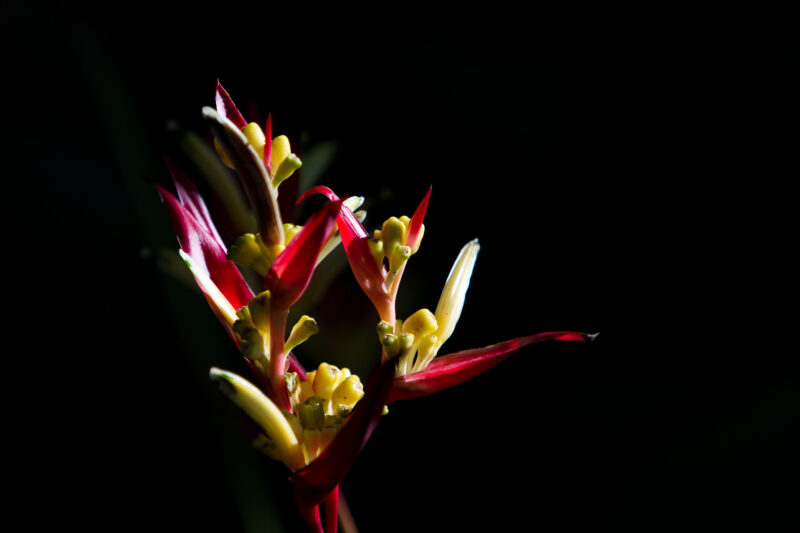 Floweres of the World — Flowers, nature, scenic, flora