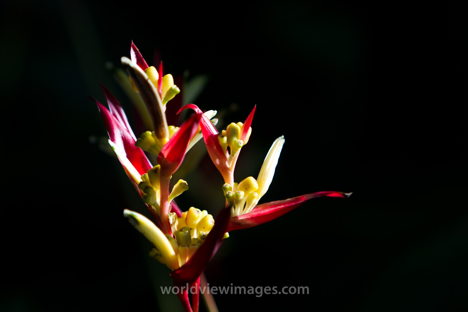 Floweres of the World