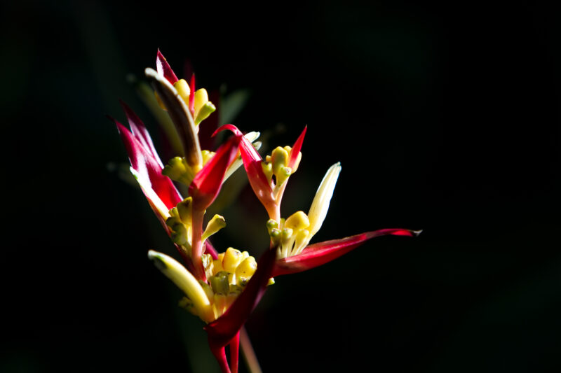 Floweres of the World — Flowers, nature, scenic, flora