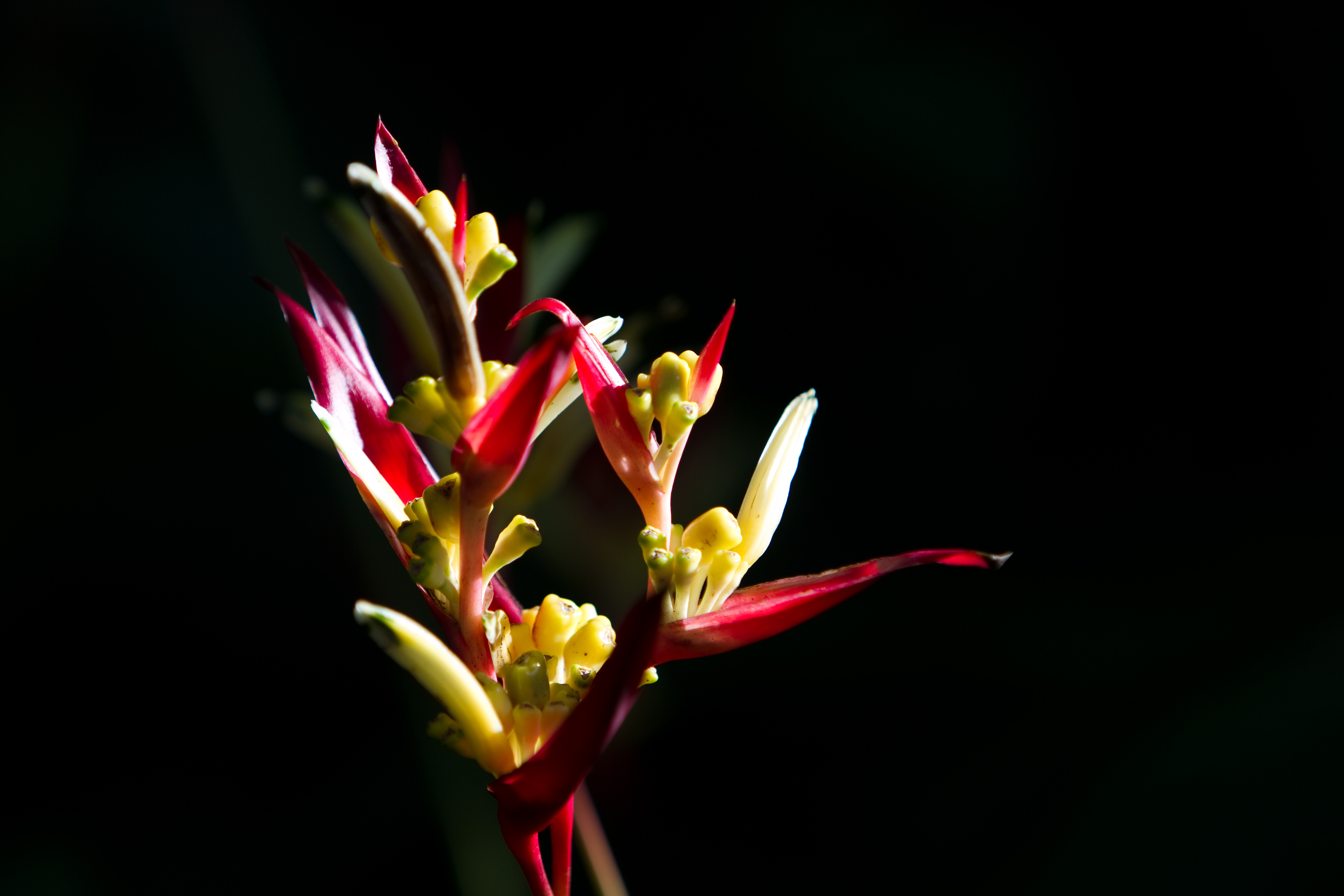 Floweres of the World