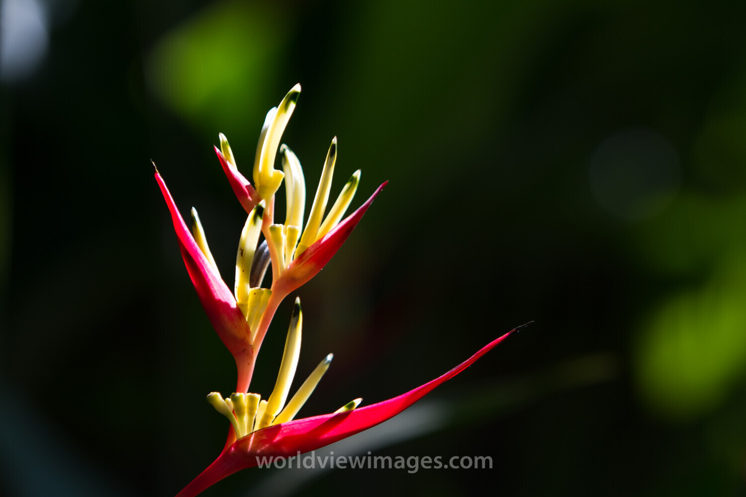 Floweres of the World