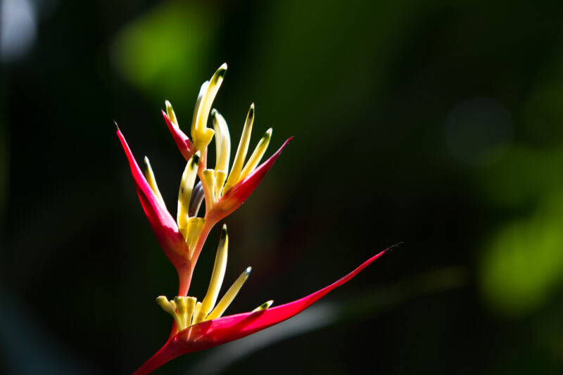 Floweres of the World — Flowers, nature, scenic, flora