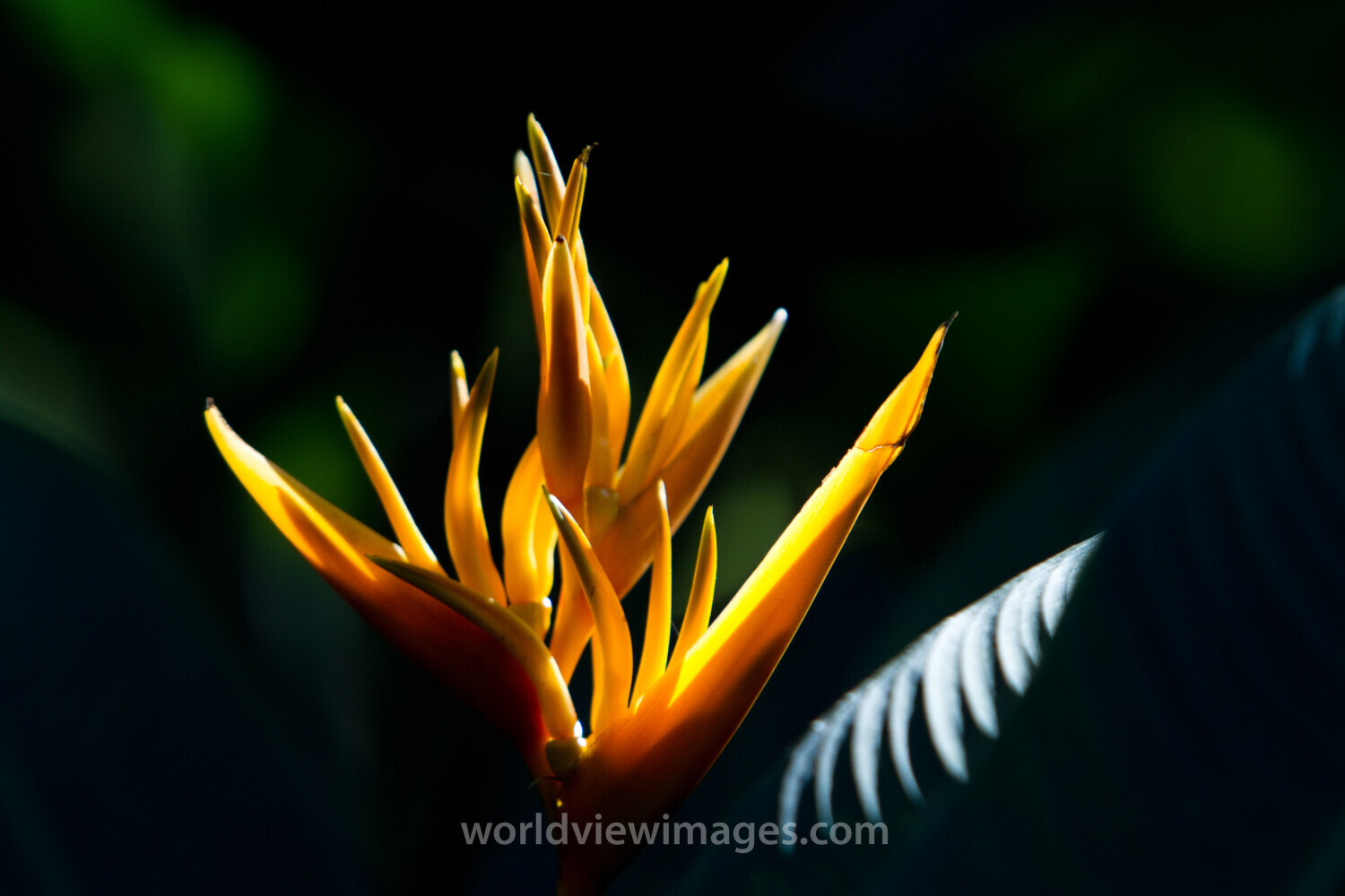 Floweres of the World