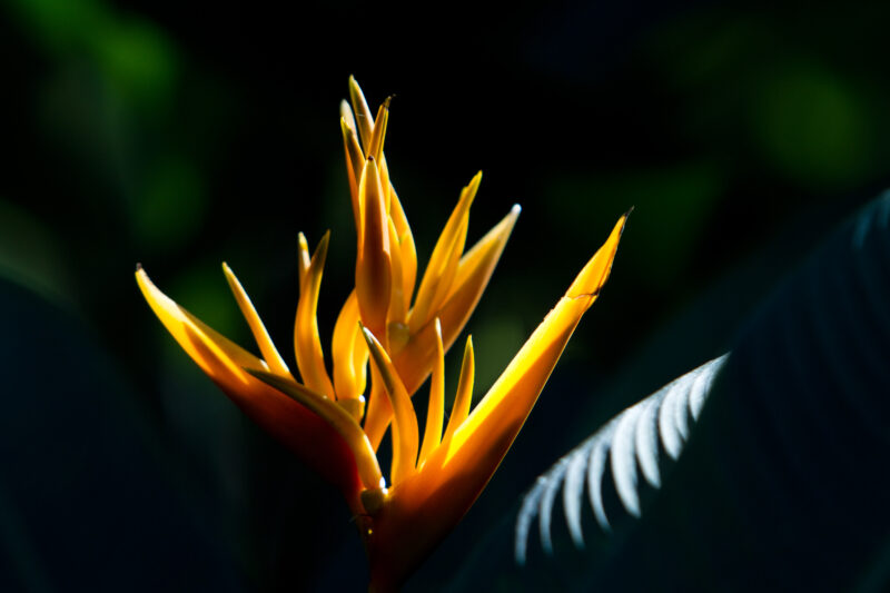 Floweres of the World — Flowers, nature, scenic, flora