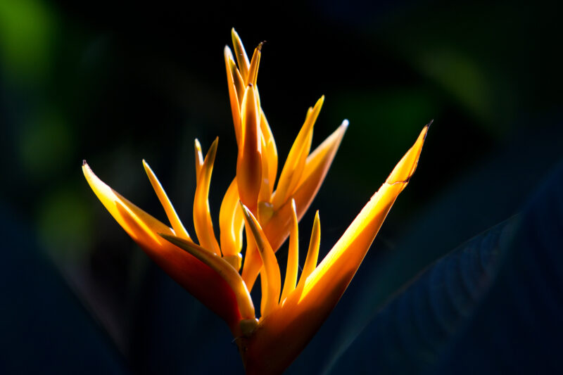 Floweres of the World — Flowers, nature, scenic, flora