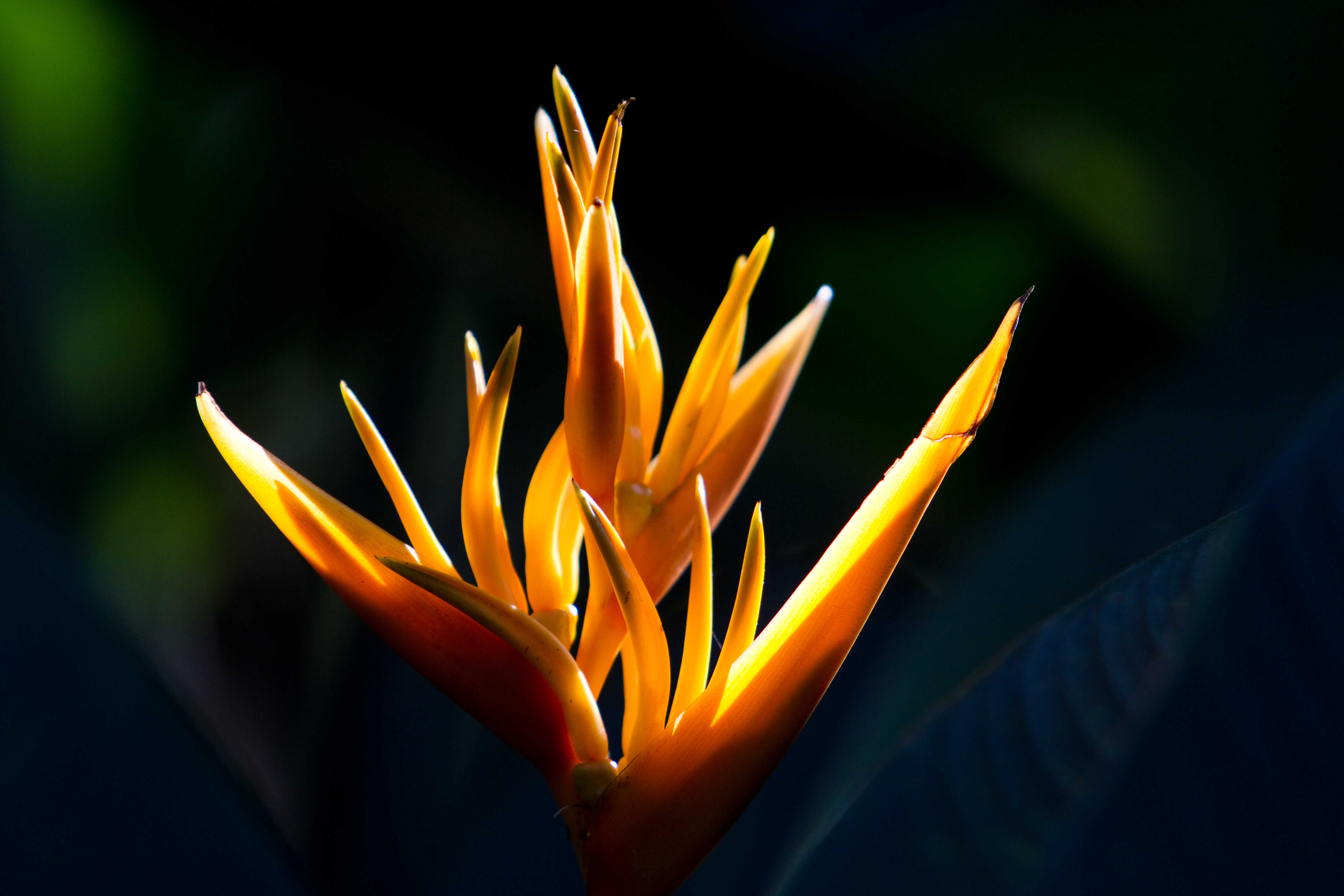 Floweres of the World