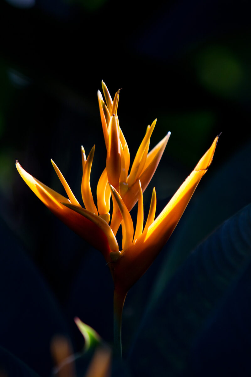 Floweres of the World — Flowers, nature, scenic, flora