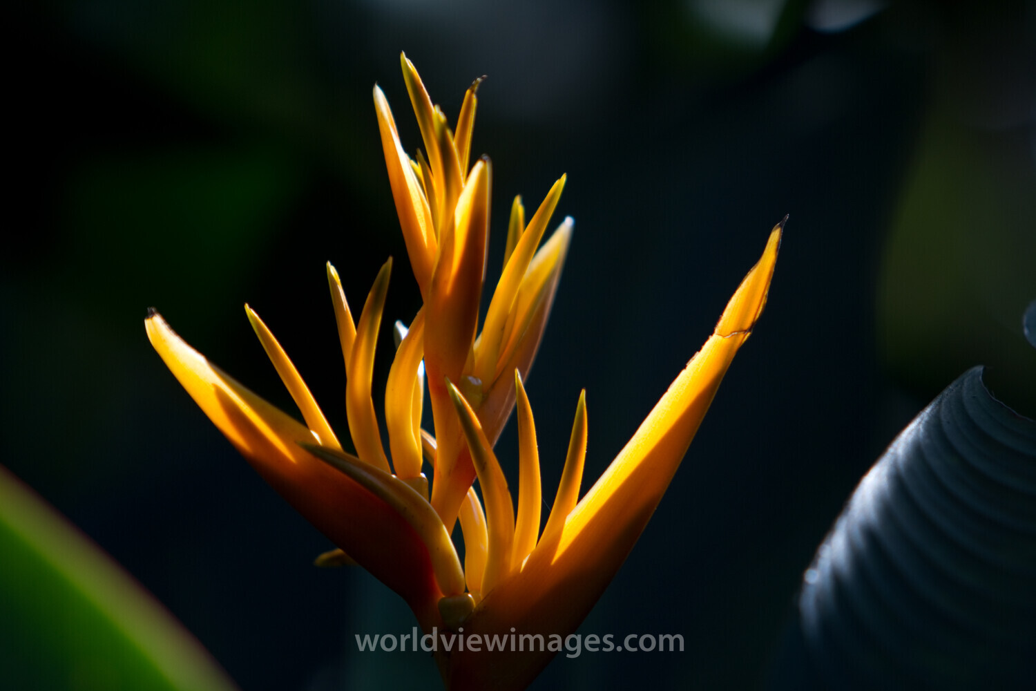 Floweres of the World