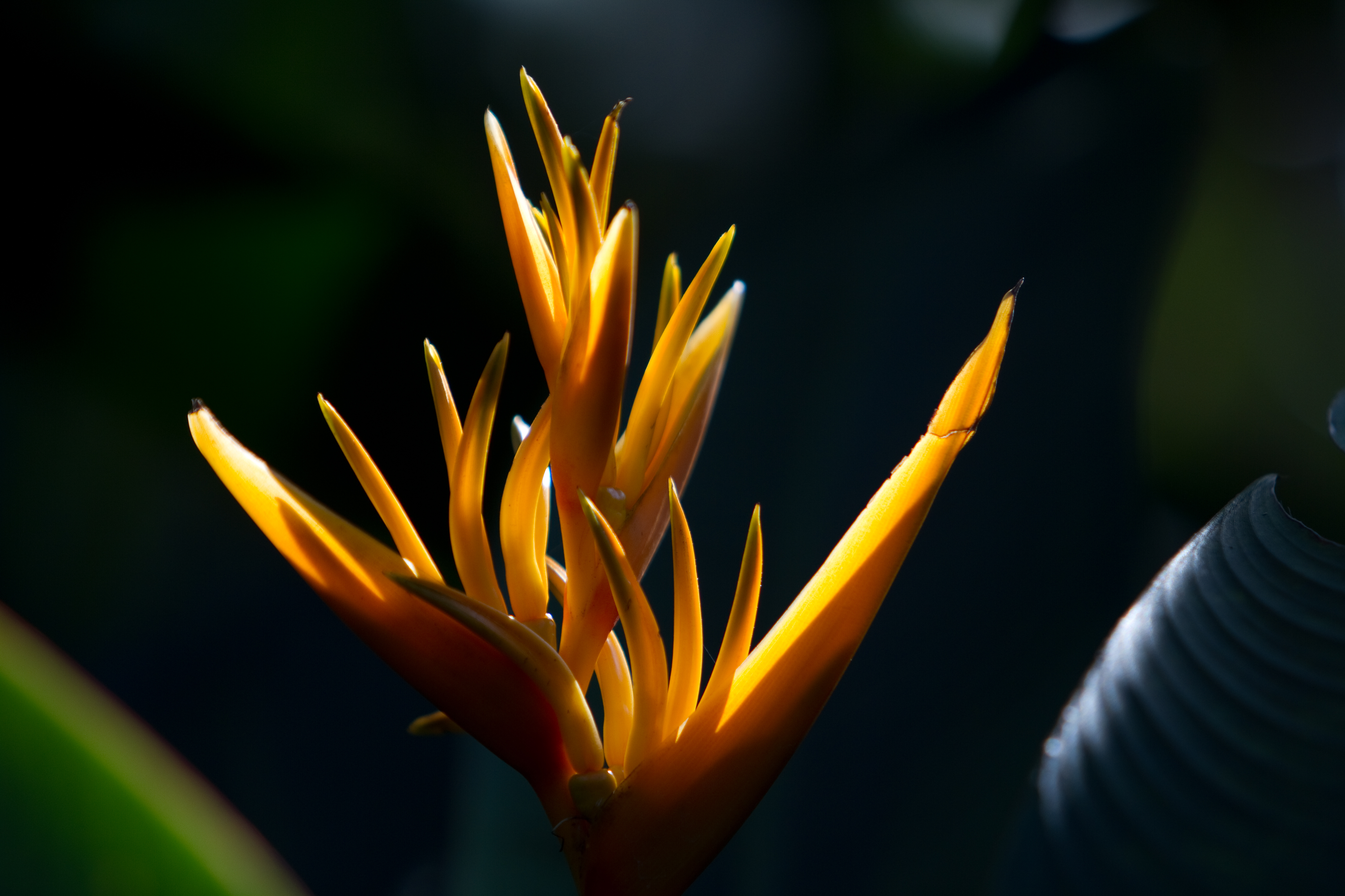 Floweres of the World