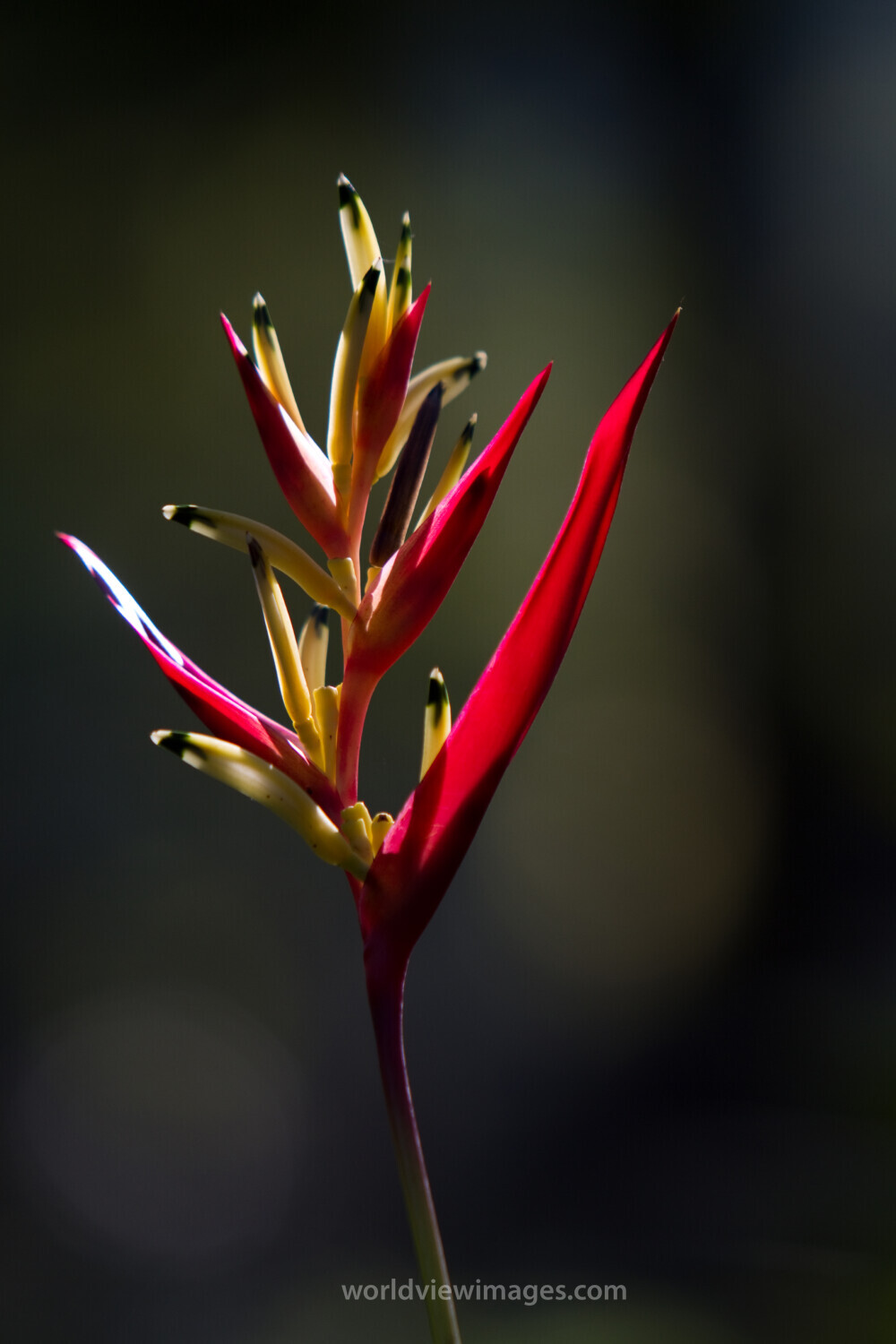 Floweres of the World