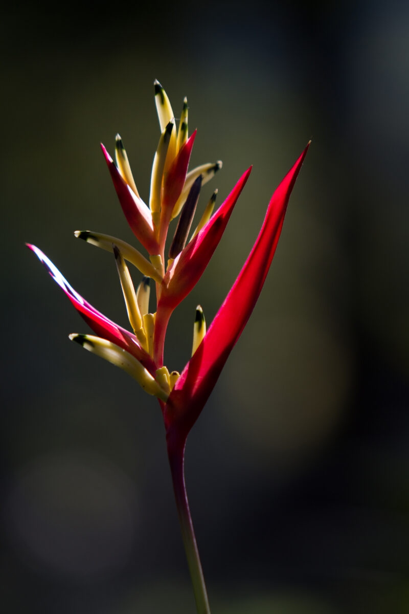 Floweres of the World — Flowers, nature, scenic, flora