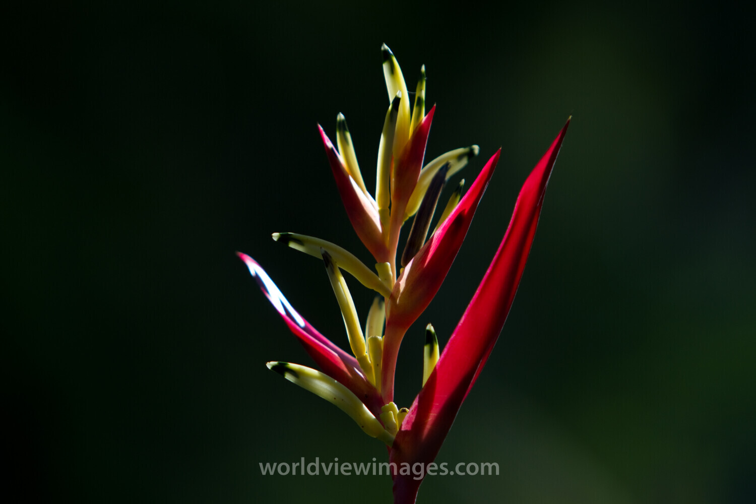 Floweres of the World