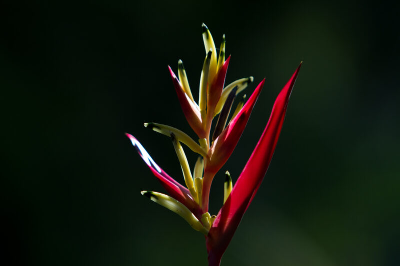 Floweres of the World — Flowers, nature, scenic, flora