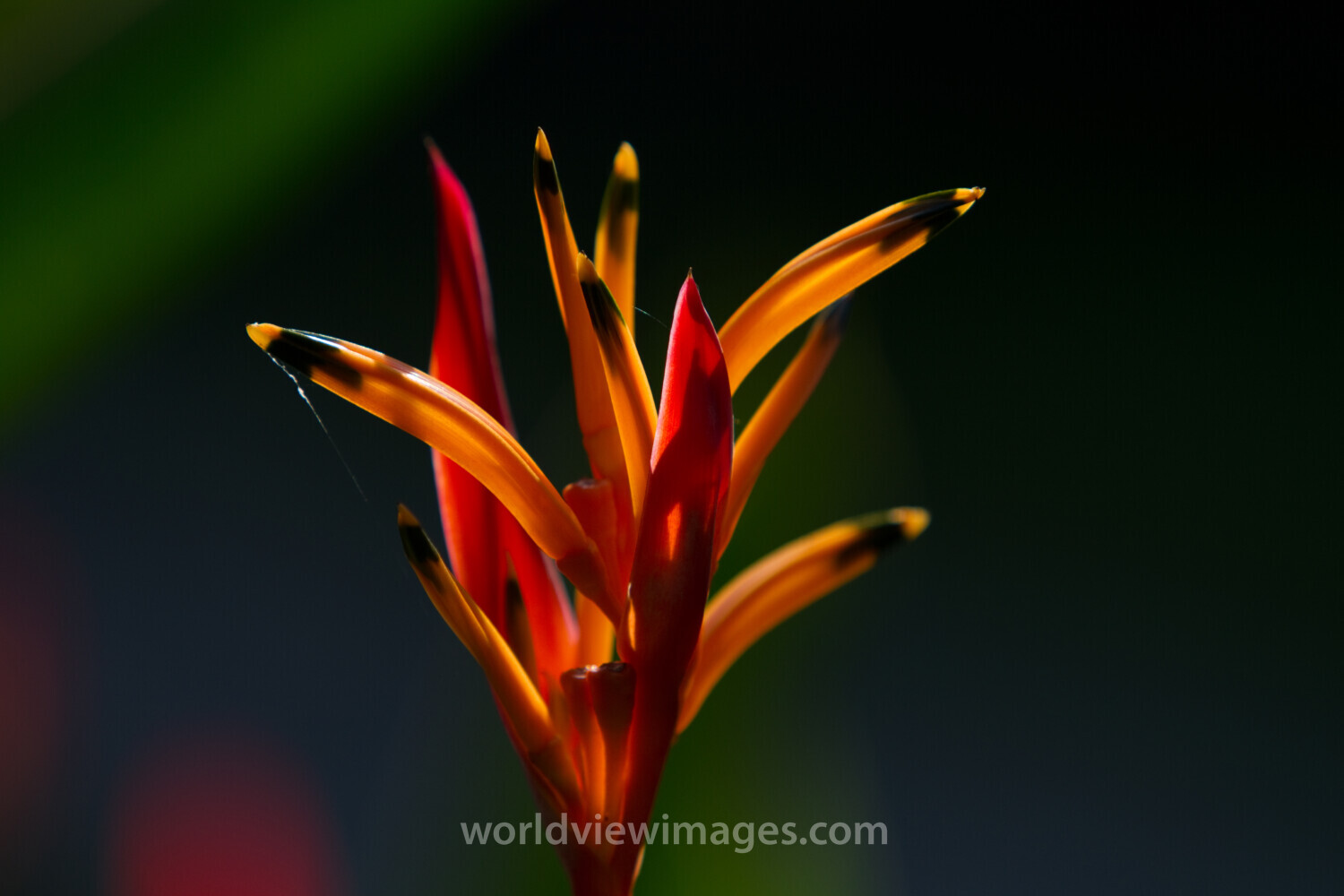 Floweres of the World