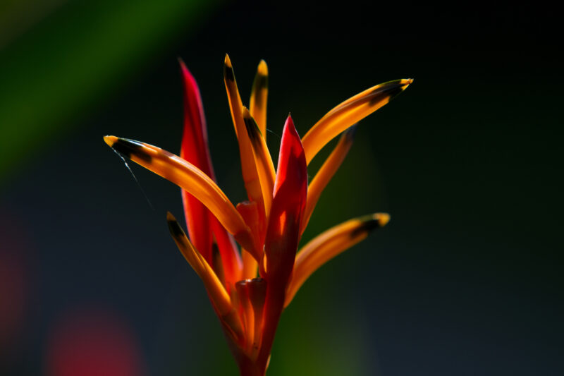 Floweres of the World — Flowers, nature, scenic, flora