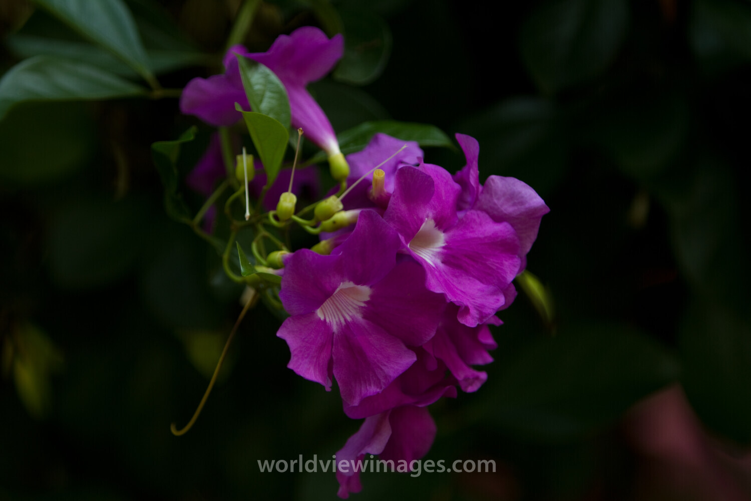 Floweres of the World