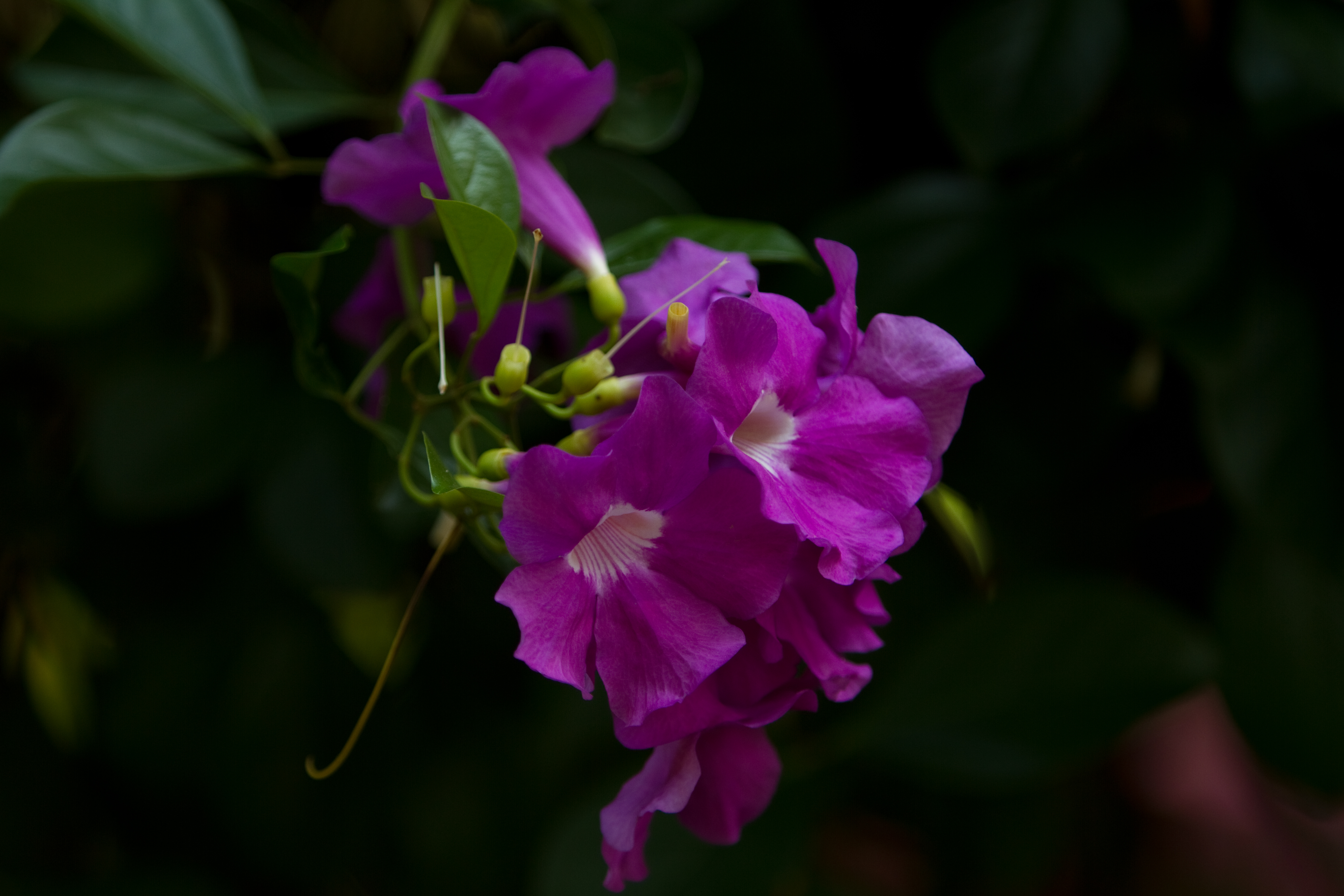 Floweres of the World