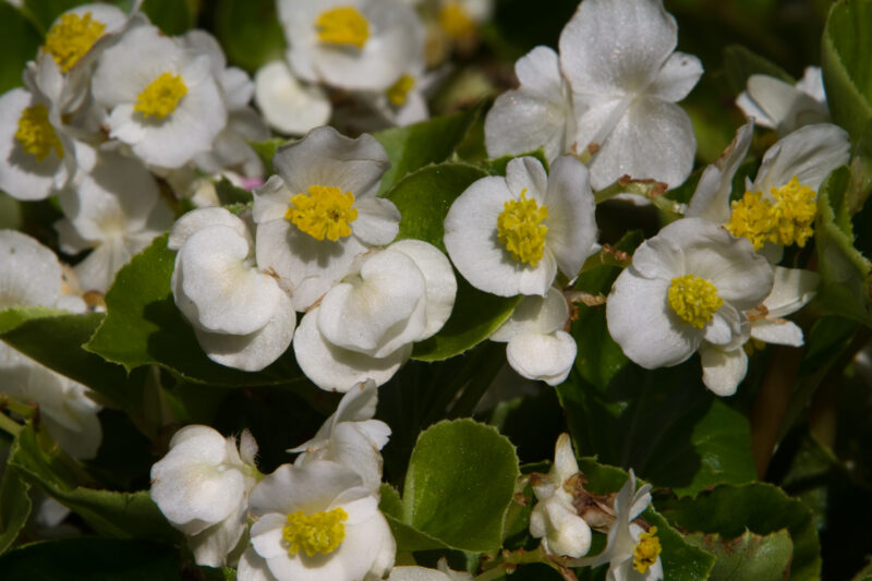 Floweres of the World — Flowers, nature, scenic, flora