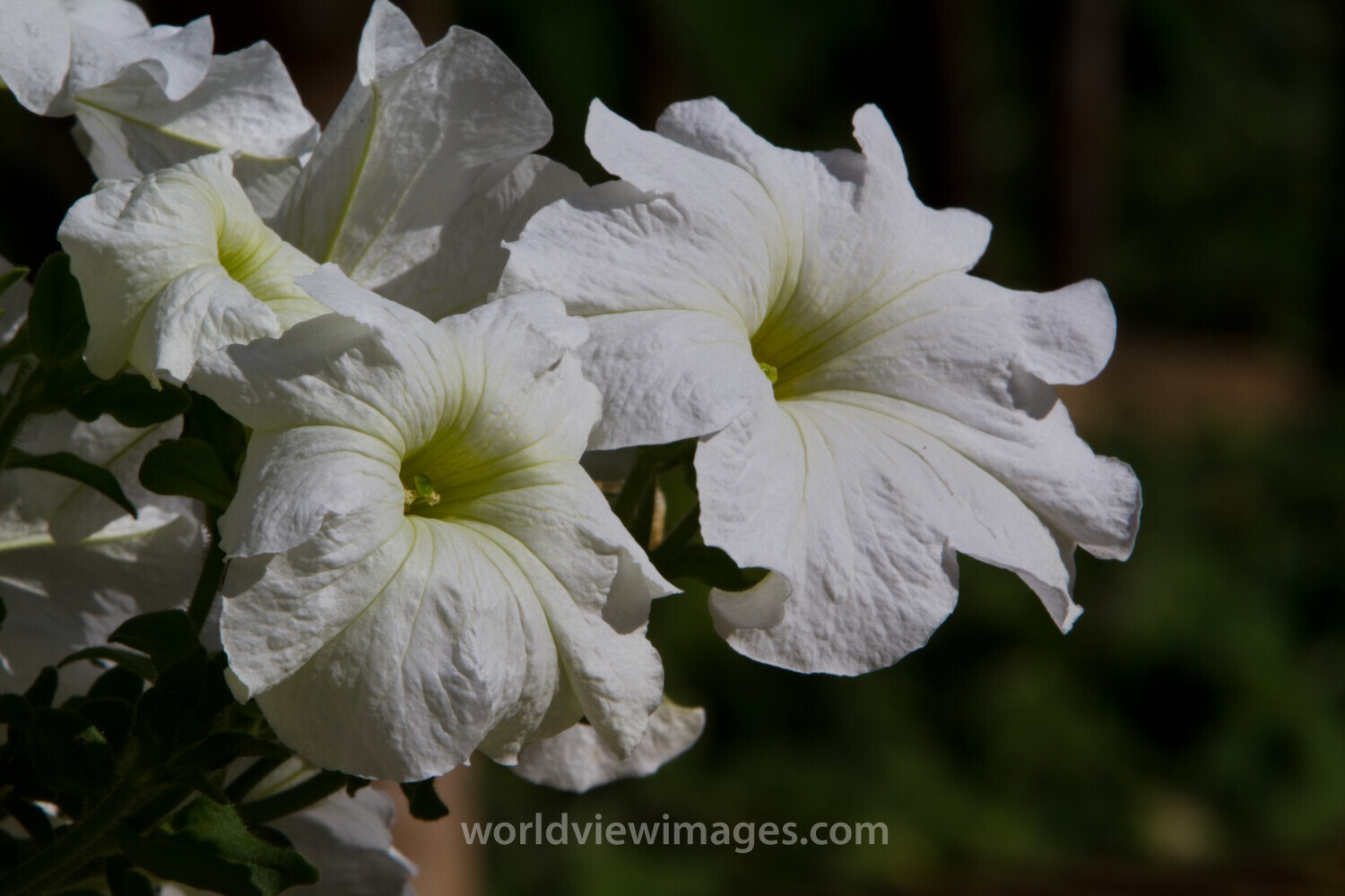 Floweres of the World