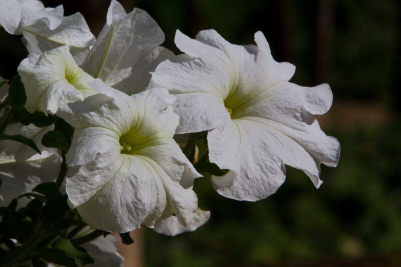 Floweres of the World — Flowers, nature, scenic, flora