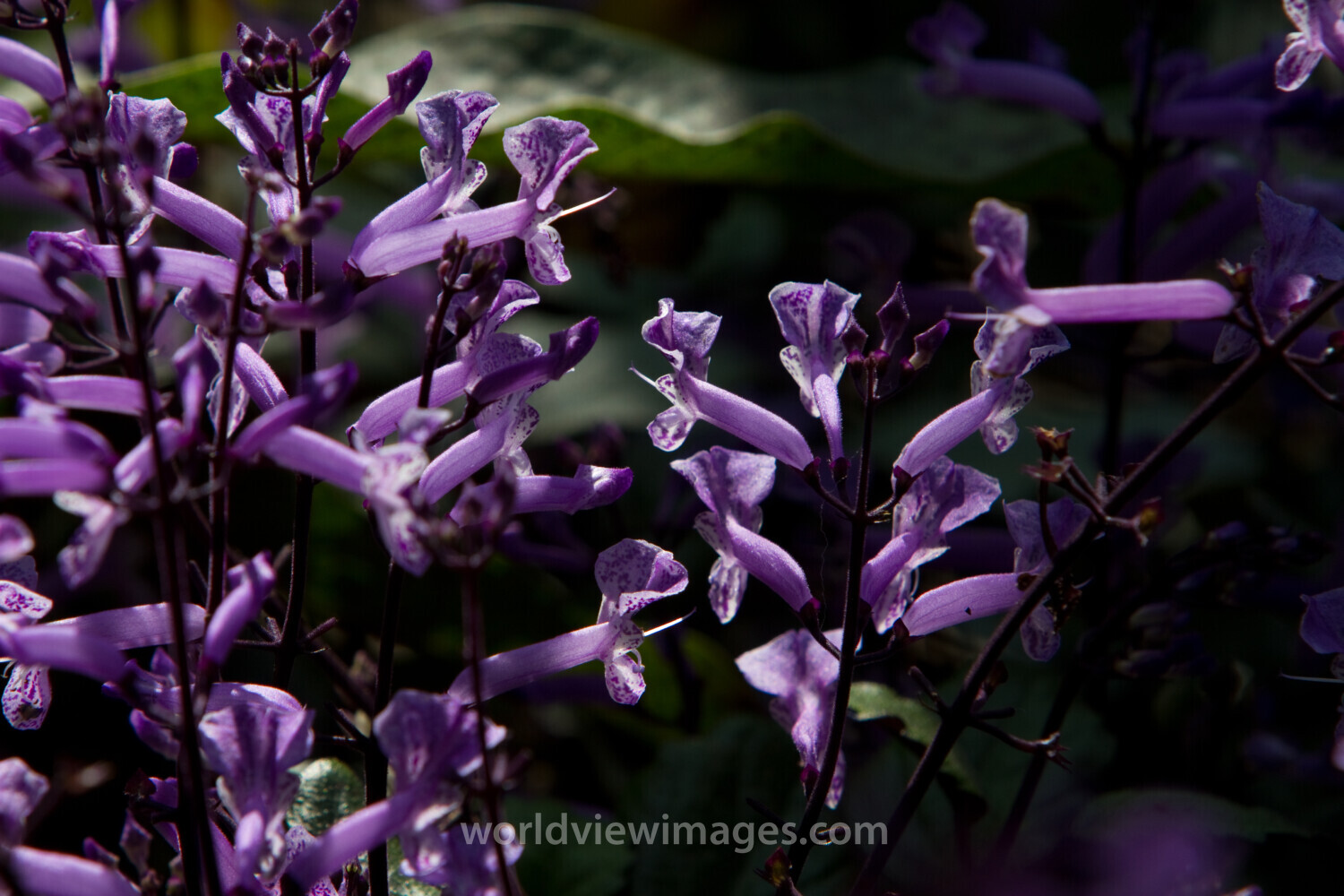 Floweres of the World