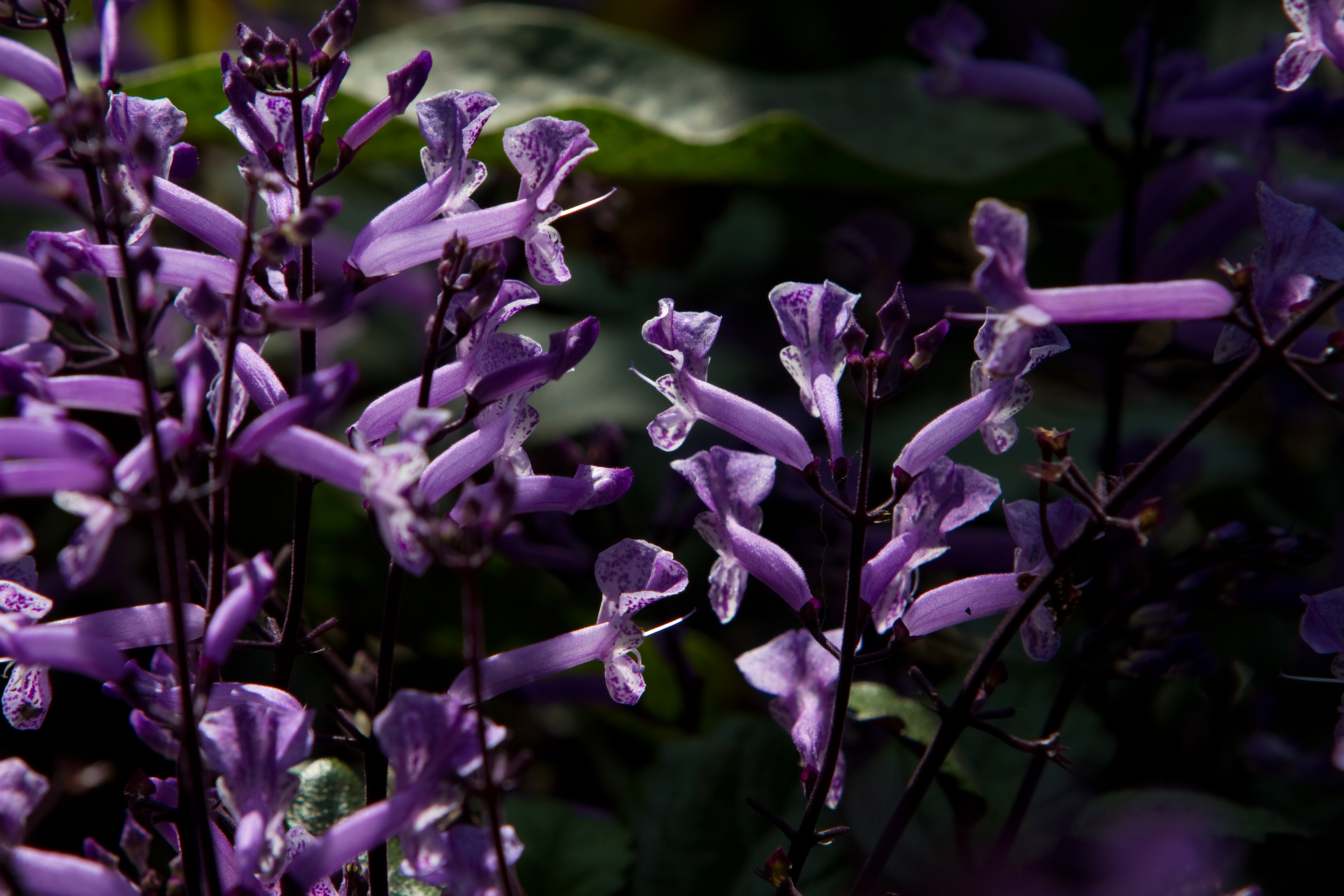 Floweres of the World