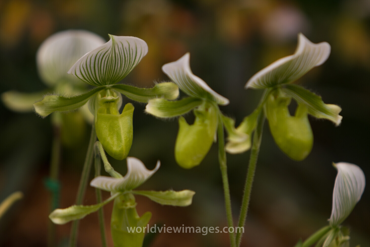 Floweres of the World