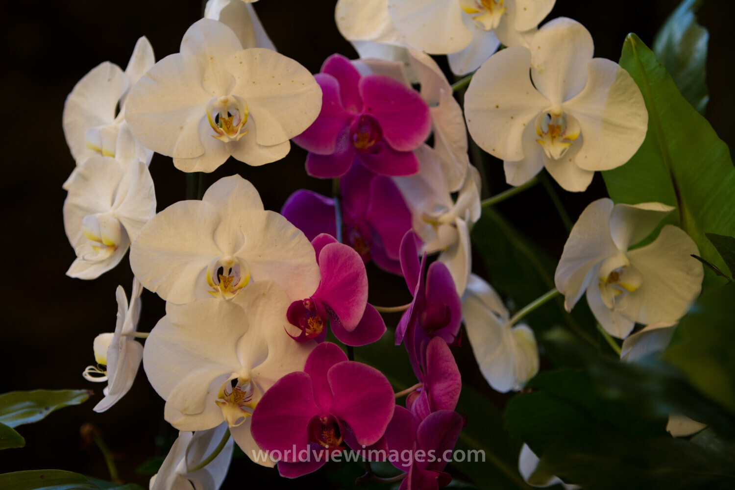 Floweres of the World