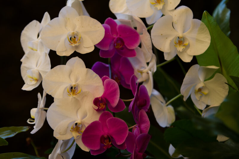 Floweres of the World — Flowers, nature, scenic, flora