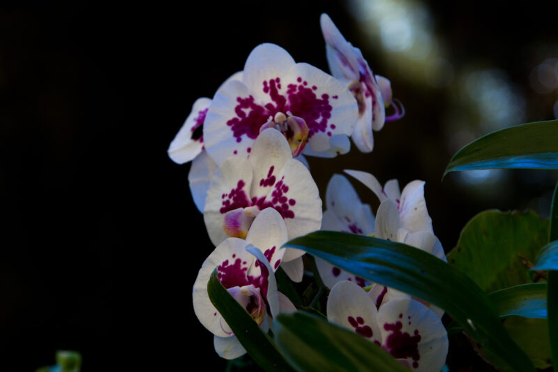 Floweres of the World — Flowers, nature, scenic, flora