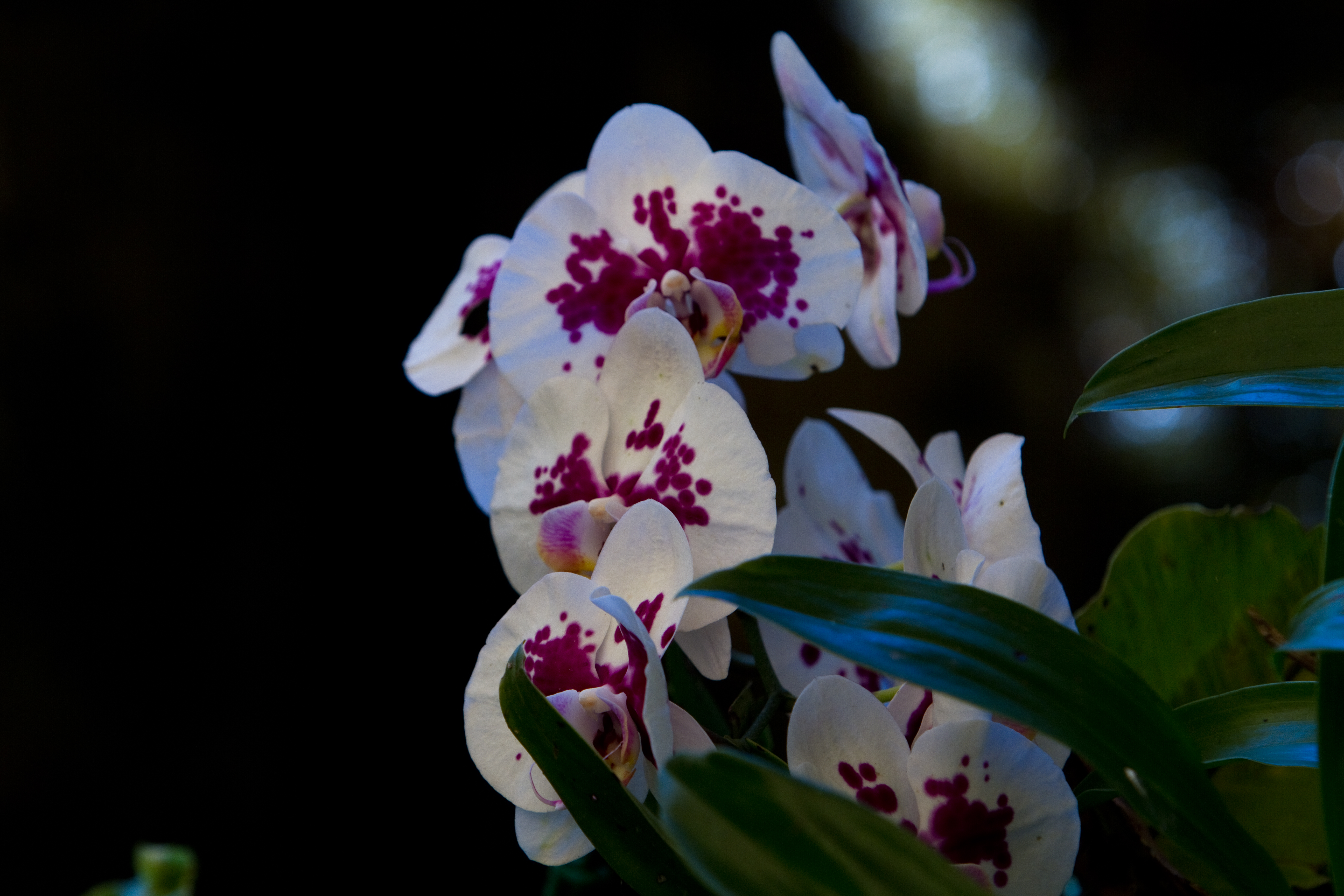 Floweres of the World