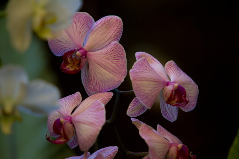 Floweres of the World — Flowers, nature, scenic, flora