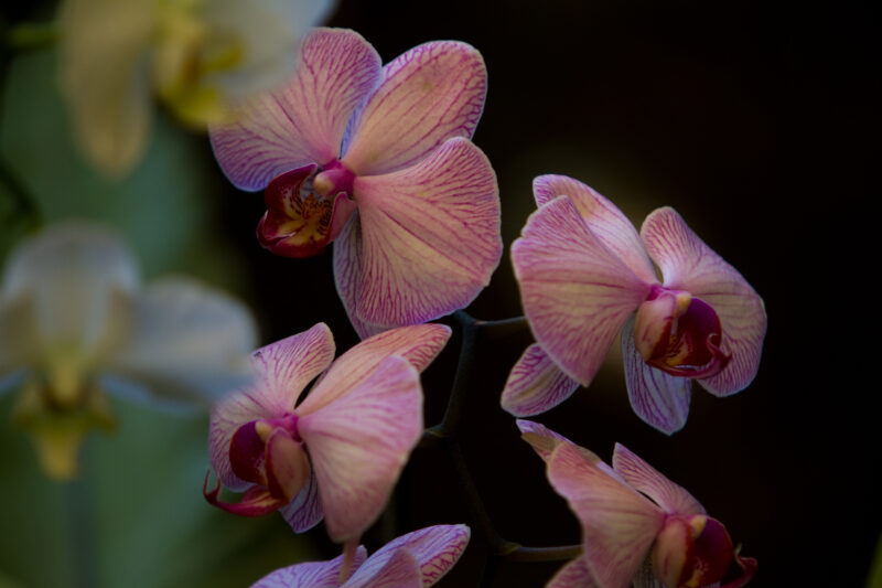 Floweres of the World — Flowers, nature, scenic, flora