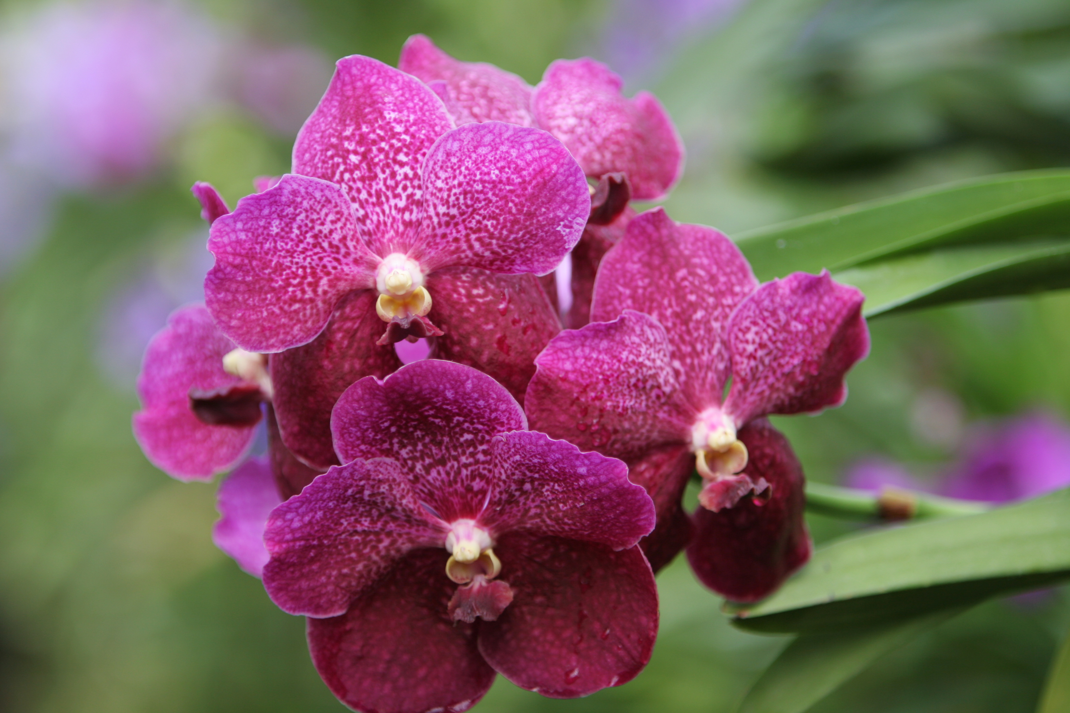 Floweres of the World