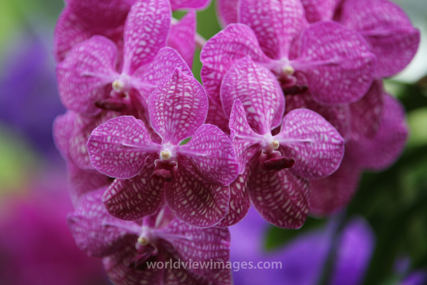 Floweres of the World