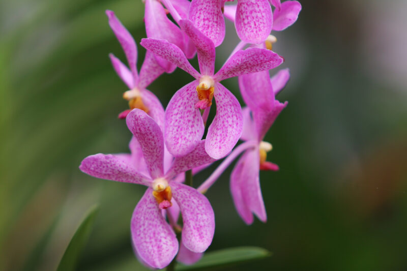 Floweres of the World — Flowers, nature, scenic, flora