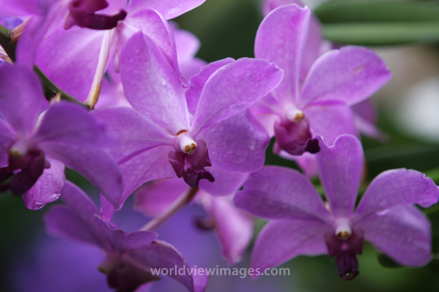 Floweres of the World