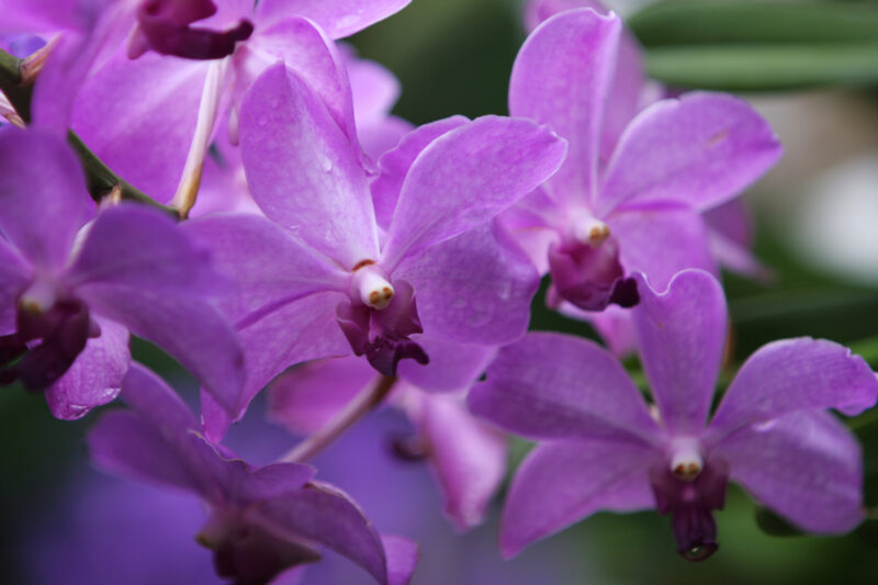 Floweres of the World — Flowers, nature, scenic, flora