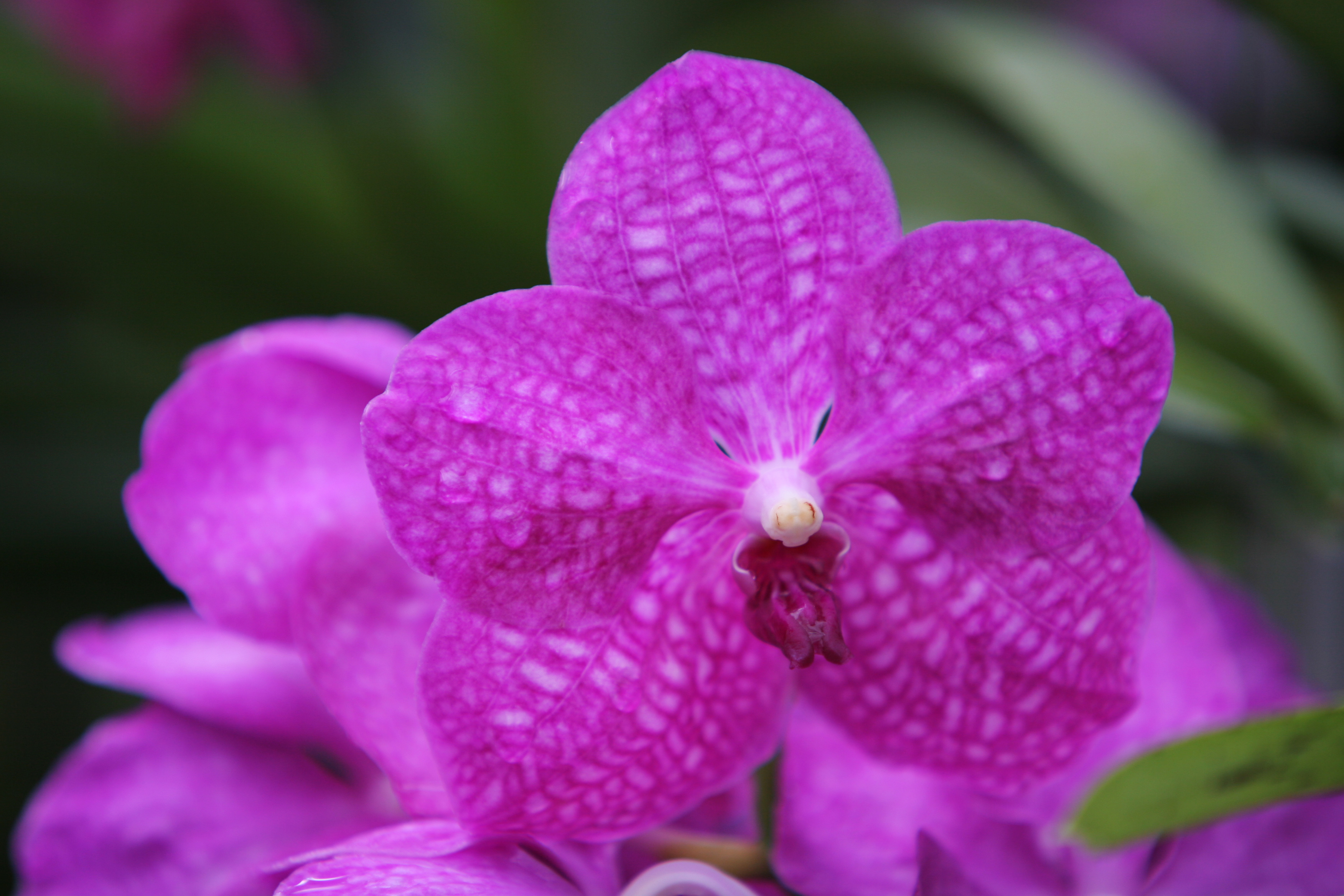 Floweres of the World