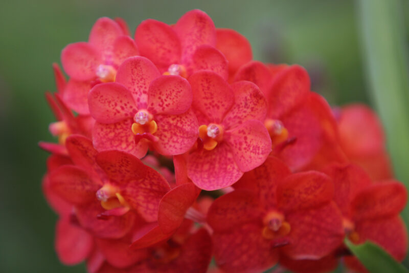 Floweres of the World — Flowers, nature, scenic, flora