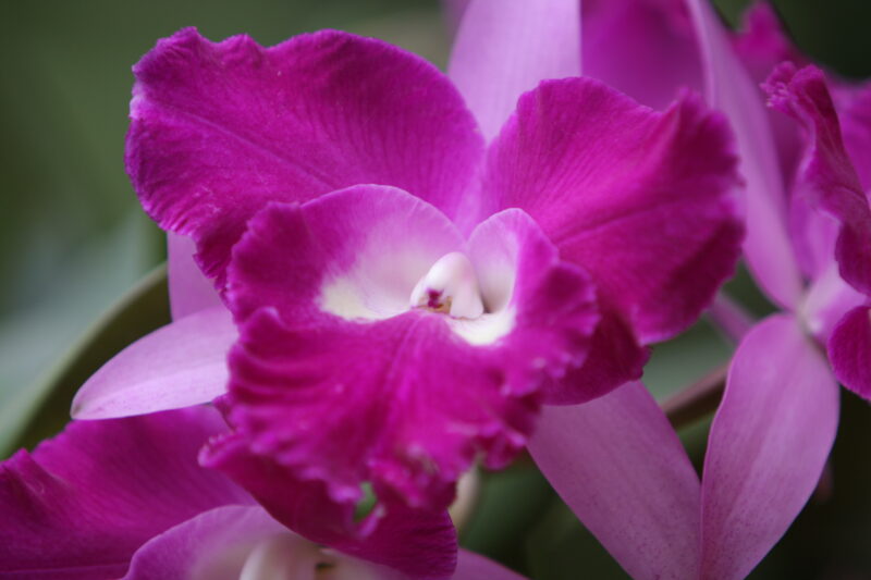 Floweres of the World — Flowers, nature, scenic, flora