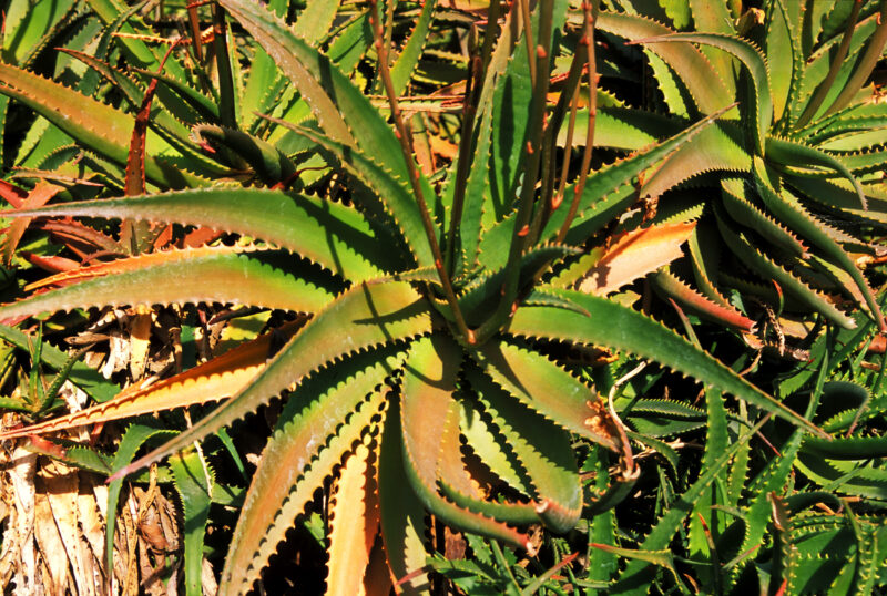 Floweres of the World — Flowers, nature, scenic, flora