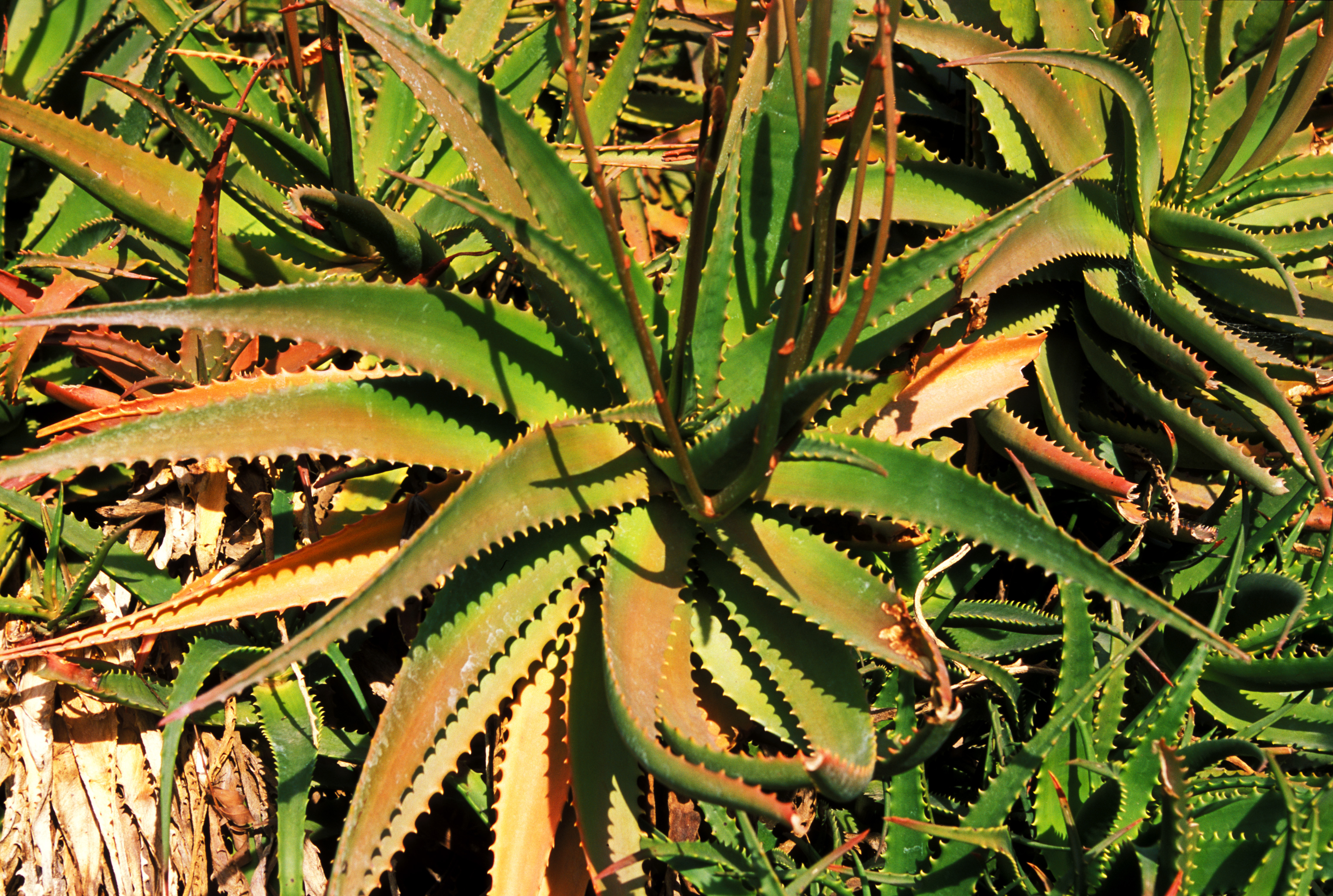 Floweres of the World