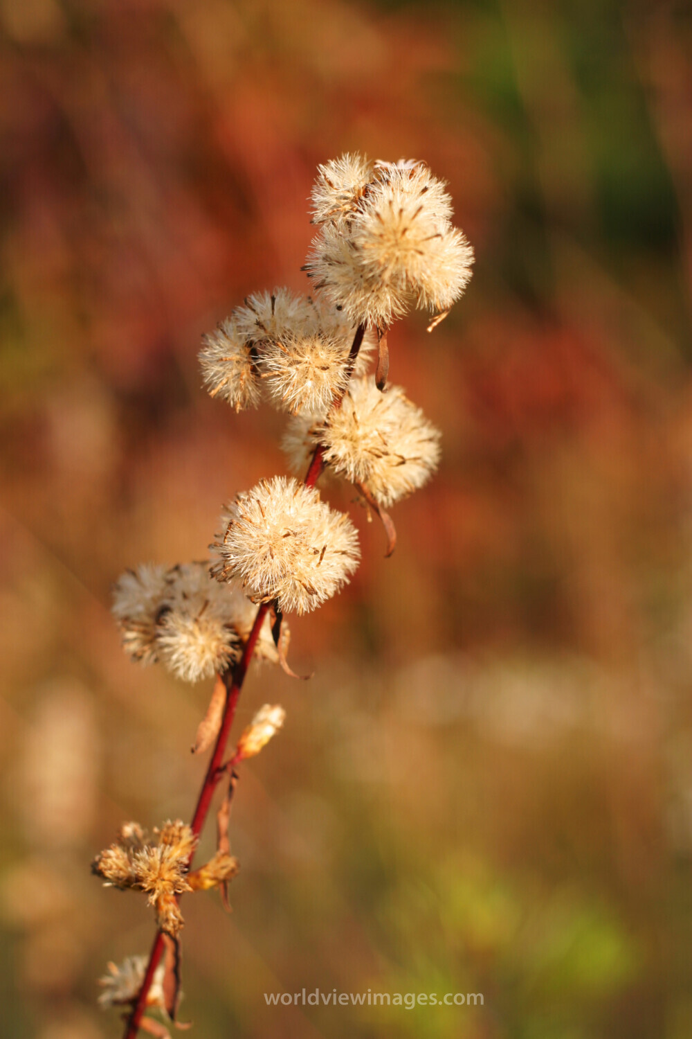 Floweres of the World